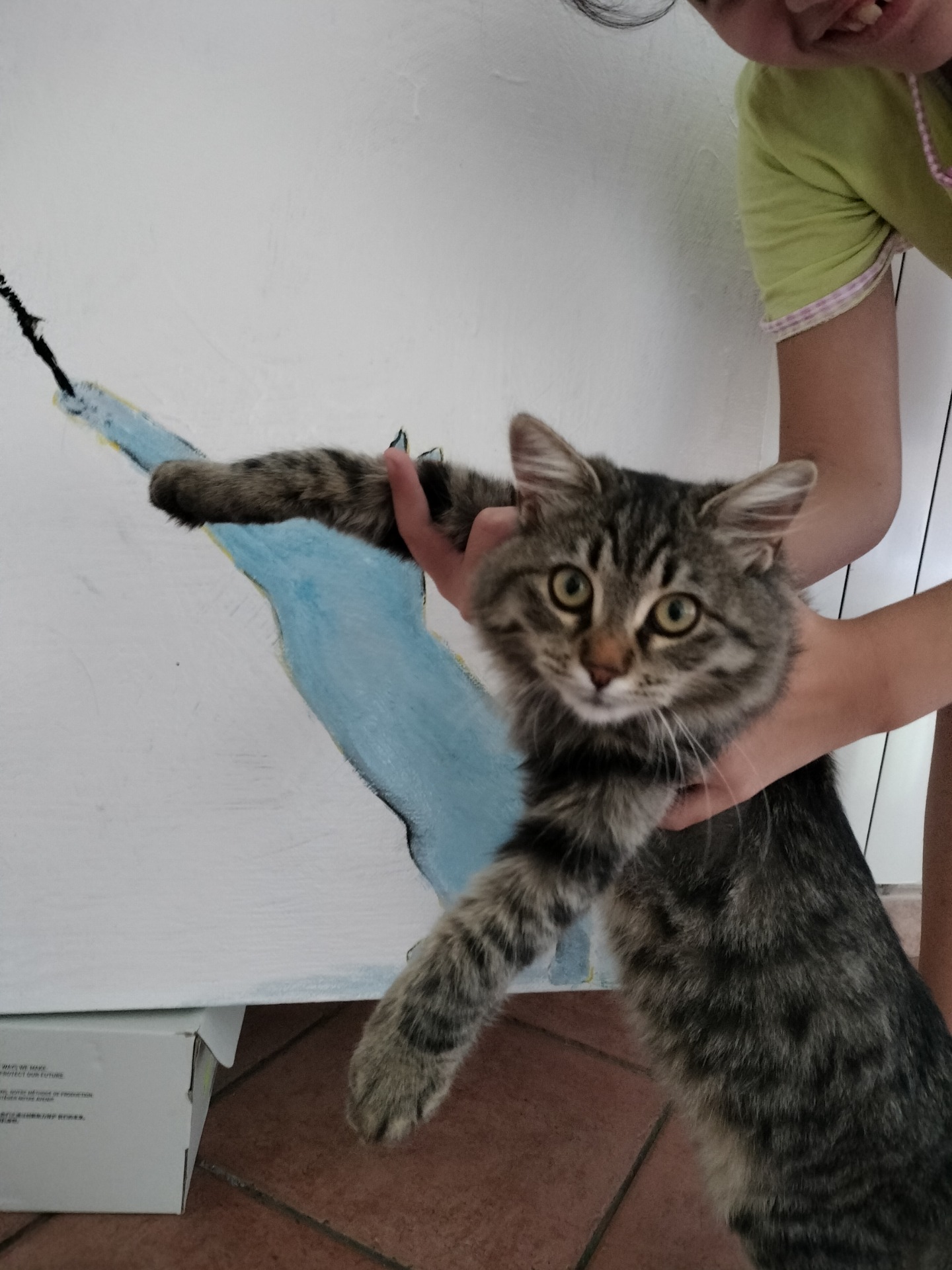 Gatto Celestino e Lilli